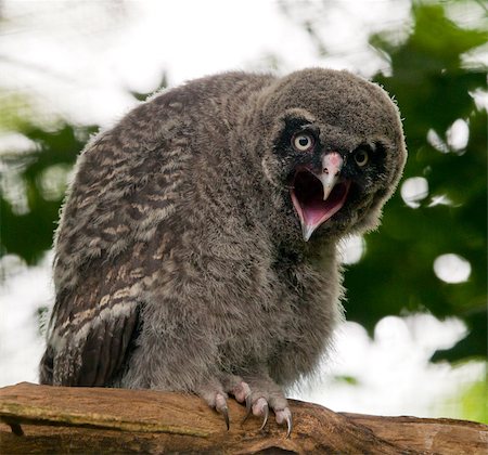 simsearch:400-07658193,k - A young great grey owl sitting on the branch Foto de stock - Super Valor sin royalties y Suscripción, Código: 400-07624387