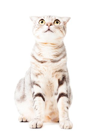 simsearch:400-07720090,k - cute Cat isolated over white background. Animal portrait. Foto de stock - Super Valor sin royalties y Suscripción, Código: 400-07624494