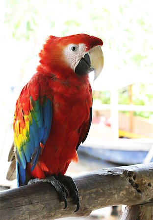 simsearch:400-03936936,k - A Beautiful scarlet macaw perched on a branch Photographie de stock - Aubaine LD & Abonnement, Code: 400-07624575