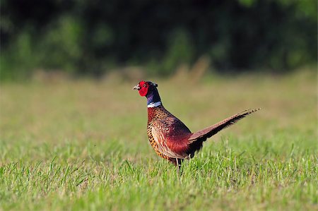 Photo of male pheasant standing in a grass Stock Photo - Budget Royalty-Free & Subscription, Code: 400-07624750