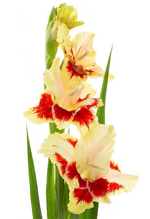 Beautiful fresh red and yellow gladiolus isolated on white background \ vertical Foto de stock - Royalty-Free Super Valor e Assinatura, Número: 400-07625081