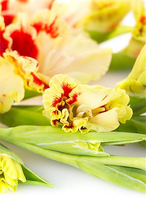 Fresh bright red and yellow gladiolus isolated on white background \ vertical Stock Photo - Budget Royalty-Free & Subscription, Code: 400-07625082