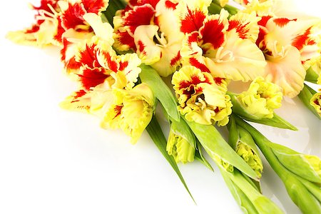 Red and yellow bright gladiolus \ horizontal \ close up \ isolated Stock Photo - Budget Royalty-Free & Subscription, Code: 400-07625092