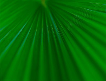 fotosintesi - Closeup detail of palm tree leaf. Green background. Fotografie stock - Microstock e Abbonamento, Codice: 400-07625129