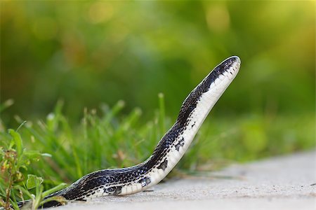 simsearch:400-05353068,k - Rat Snake (Elaphe obsoleta) Stock Photo - Budget Royalty-Free & Subscription, Code: 400-07625490