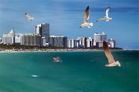 ddmitr (artist) - Seagulls flying over the ocean at Miami Beach. Foto de stock - Royalty-Free Super Valor e Assinatura, Número: 400-07625542