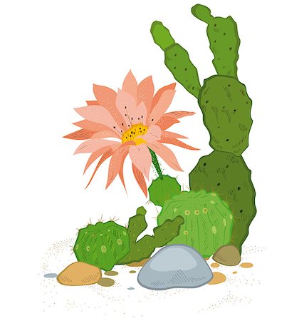 Hand drawn illustration of cactus blooms flowers isolated on white. Stock Photo - Budget Royalty-Free & Subscription, Code: 400-07625583