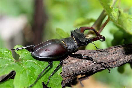 Stag-beetle ( Lucanus cervus ) on the twig Stockbilder - Microstock & Abonnement, Bildnummer: 400-07626047