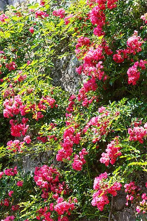 simsearch:400-06633565,k - Red blossoming dekorative flower plant on stone wall Fotografie stock - Microstock e Abbonamento, Codice: 400-07626346