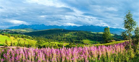 Summer evening mountain village outskirts with pink flowers in front and Tatra range behind (Gliczarow Gorny, Poland) Stock Photo - Budget Royalty-Free & Subscription, Code: 400-07626349