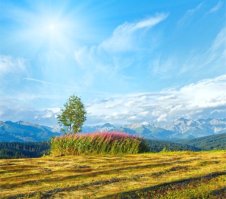 simsearch:400-07626348,k - Sunshine above summer mountain country mown field and lonely tree and Tatra range behind (Gliczarow Gorny, Poland) Stock Photo - Budget Royalty-Free & Subscription, Code: 400-07626350