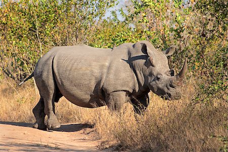 rhino south africa - White (square-lipped) rhinoceros (Ceratotherium simum), South Africa Stock Photo - Budget Royalty-Free & Subscription, Code: 400-07626457