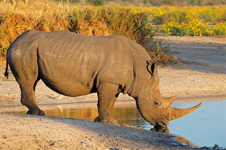 rhino south africa - A white rhinoceros (Ceratotherium simum) drinking water, South Africa Stock Photo - Budget Royalty-Free & Subscription, Code: 400-07626459