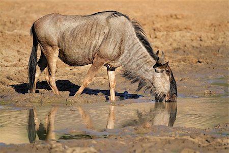 pilanesberg national park - Blue wildebeest (Connochaetes taurinus), drinking water, Pilanesberg National Park, South Africa Stock Photo - Budget Royalty-Free & Subscription, Code: 400-07626460