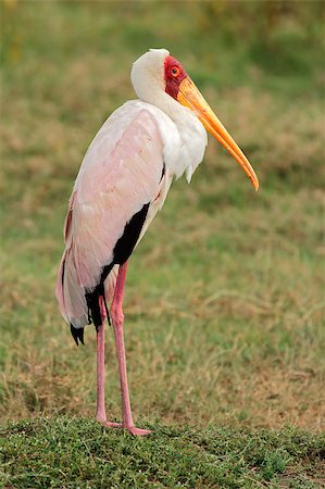 Yellow-billed stork (Mycteria ibis), Lake Nakuru National Park, Kenya Foto de stock - Super Valor sin royalties y Suscripción, Código: 400-07626463