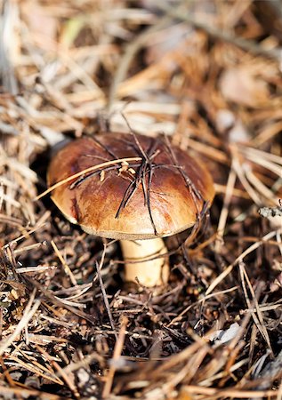 simsearch:400-07089206,k - Brown cap edible mushroom in autumn forest Foto de stock - Super Valor sin royalties y Suscripción, Código: 400-07626524
