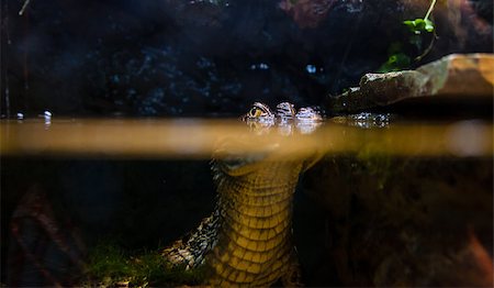 Small alligator under water with eyes on the water surface level Stock Photo - Budget Royalty-Free & Subscription, Code: 400-07626644