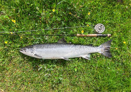 Atlantic salmon and fly rod on the river bank Fotografie stock - Microstock e Abbonamento, Codice: 400-07626674