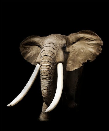 svetlanna (artist) - African Elephant On Black Background Foto de stock - Super Valor sin royalties y Suscripción, Código: 400-07626693