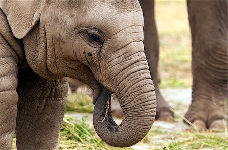 A closeup of the head of a young elephant Stock Photo - Budget Royalty-Free & Subscription, Code: 400-07626745
