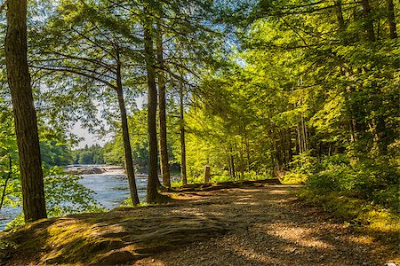 simsearch:400-08348471,k - Forest Trail (Kejimkujik National Park , Nova Scotia, Canada) Stockbilder - Microstock & Abonnement, Bildnummer: 400-07626862