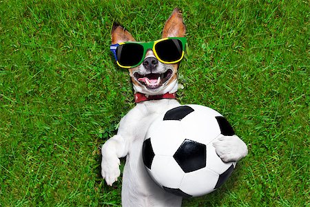 dog fan - brazil soccer dog holding a ball and laughing out loud on football field Stock Photo - Budget Royalty-Free & Subscription, Code: 400-07627061