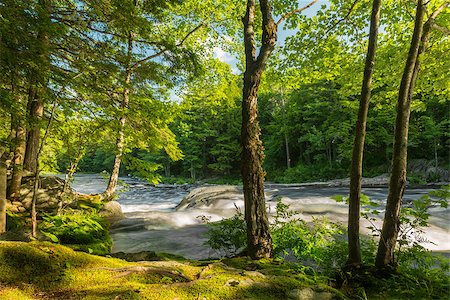 River in the forest (Kejimkujik National Park , Nova Scotia, Canada) Stockbilder - Microstock & Abonnement, Bildnummer: 400-07627166