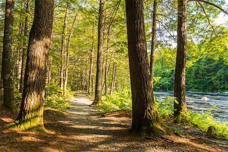 simsearch:400-08348471,k - Forest Trail (Kejimkujik National Park , Nova Scotia, Canada) Stockbilder - Microstock & Abonnement, Bildnummer: 400-07627168