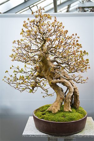 An old bonsai tree in botanical garden Stock Photo - Budget Royalty-Free & Subscription, Code: 400-07627346