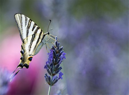 simsearch:400-07674888,k - Close up of a Swallowtail butterfly feeding on flowers Foto de stock - Super Valor sin royalties y Suscripción, Código: 400-07627587