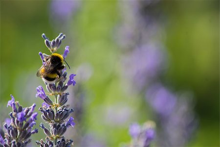 simsearch:400-07674888,k - Close Up of a Bee Feeding on a Flower Foto de stock - Super Valor sin royalties y Suscripción, Código: 400-07627588