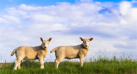 Two spring lambs standing in a North Yorkshire field. Stock Photo - Budget Royalty-Free & Subscription, Code: 400-07627678