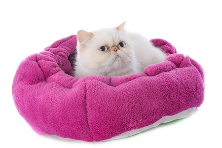 simsearch:400-08254287,k - exotic shorthair cat in front of white background Stock Photo - Budget Royalty-Free & Subscription, Code: 400-07627736