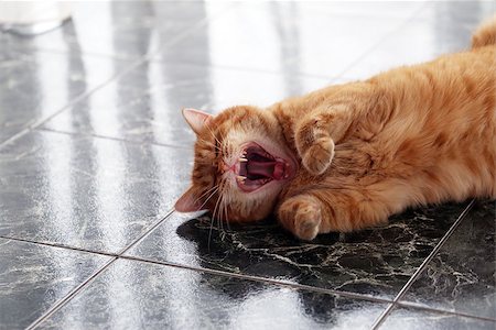 simsearch:400-04275228,k - Beautiful furry cat on the marble tile Stock Photo - Budget Royalty-Free & Subscription, Code: 400-07627845