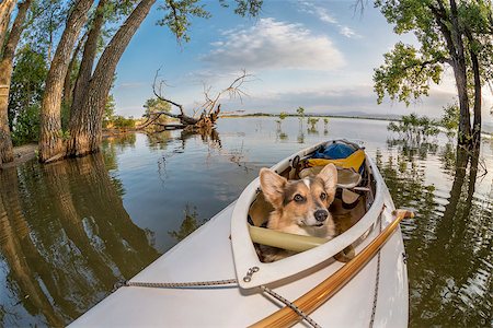 simsearch:400-07176700,k - Corgi dog in a decked expedition canoe on a lake in Colorado, a distorted wide angle fisheye lens perspective, Lone Tree reservoir near Loveland, Colorado Foto de stock - Super Valor sin royalties y Suscripción, Código: 400-07628056