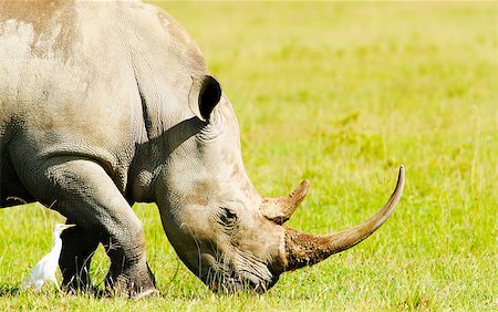 Rhinoceros in the wild. Africa. Kenya. Lake Nakuru Foto de stock - Super Valor sin royalties y Suscripción, Código: 400-07628200