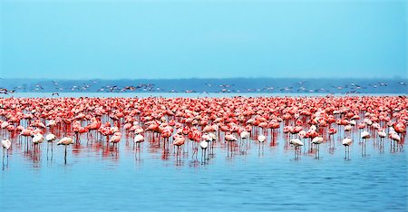 Flocks of flamingo. Africa. Kenya. Lake Nakuru Photographie de stock - Aubaine LD & Abonnement, Code: 400-07628266