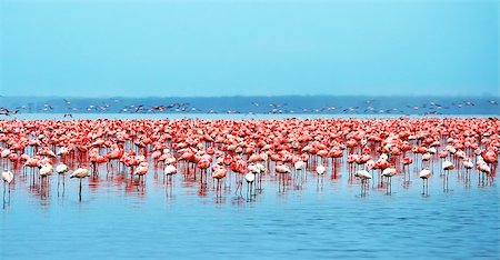 Flocks of flamingo. Africa. Kenya. Lake Nakuru Foto de stock - Super Valor sin royalties y Suscripción, Código: 400-07628266