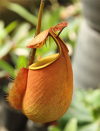 The pitcher plant Nepenthes species is a carnivorous plant Stock Photo - Budget Royalty-Free & Subscription, Code: 400-07628423