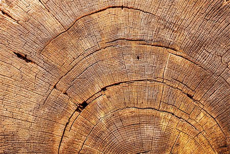 Cross-section of an big tree trunk Foto de stock - Royalty-Free Super Valor e Assinatura, Número: 400-07628432