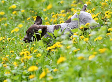 simsearch:400-07628560,k - puppy running in the dandelions - german shorthaired pointer puppy Foto de stock - Super Valor sin royalties y Suscripción, Código: 400-07628547