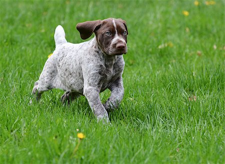 simsearch:400-07628560,k - german shorthaired pointer puppy in the grass - 8 weeks old Foto de stock - Super Valor sin royalties y Suscripción, Código: 400-07628548