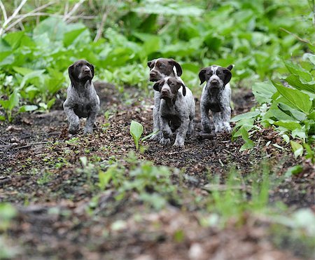 pointer dogs colors - german shorthaired pointer litter running in the forest - 8 weeks old Stock Photo - Budget Royalty-Free & Subscription, Code: 400-07628554
