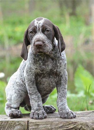 pointer dogs sitting - german shorthaired pointer puppy sitting on a log Stock Photo - Budget Royalty-Free & Subscription, Code: 400-07628552