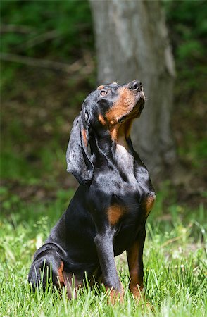 simsearch:400-07628560,k - black and tan coonhound puppy sitting in the grass Foto de stock - Super Valor sin royalties y Suscripción, Código: 400-07628560