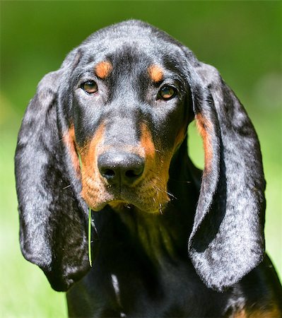 black and tan coonhound portrait outside in grass Stock Photo - Budget Royalty-Free & Subscription, Code: 400-07628563