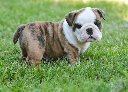 puppy in the park - cute english bulldog puppy in the grass Stock Photo - Budget Royalty-Free & Subscription, Code: 400-07628577