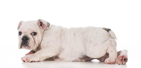 simsearch:400-06758857,k - english bulldog puppy laying down on white background Foto de stock - Royalty-Free Super Valor e Assinatura, Número: 400-07628571