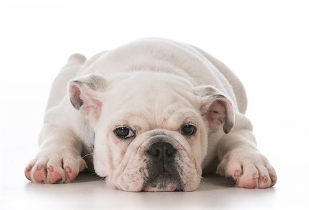 simsearch:400-04185240,k - tired english bulldog puppy laying down stretched out on white background Stock Photo - Budget Royalty-Free & Subscription, Code: 400-07628572