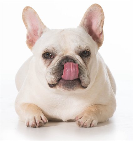 simsearch:400-06461152,k - french bulldog puppy laying down licking lips on white background Stock Photo - Budget Royalty-Free & Subscription, Code: 400-07628573